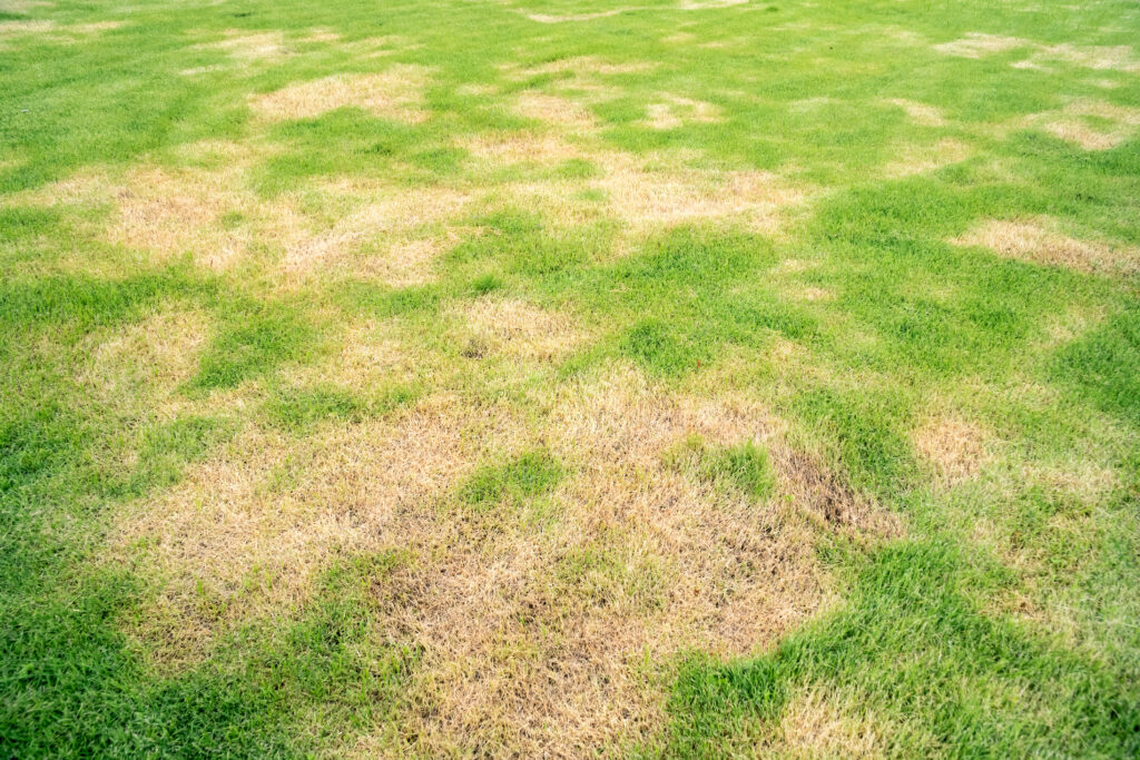 Pests and disease cause amount of damage to green lawns, lawn in