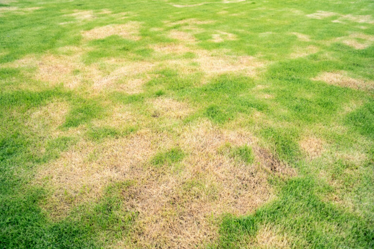 Pests and disease cause amount of damage to green lawns, lawn in