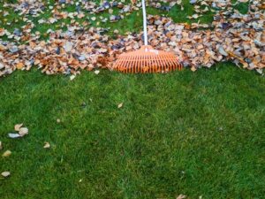 fall lawn care